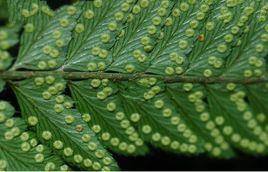 刺頭複葉耳蕨 刺頭複葉耳蕨