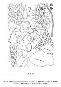 列胞耳葉苔 列胞耳葉苔