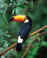 鞭笞巨嘴鳥 鞭笞巨嘴鳥