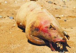 曼哈頓怪獸 曼哈頓怪獸