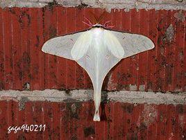 姬長尾水青蛾 姬長尾水青蛾