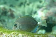 三棘多板盾尾魚 三棘多板盾尾魚