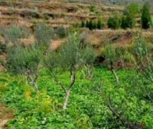 馬家坪子村 馬家坪子村