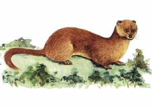 香鼬東北亞種 香鼬東北亞種