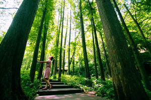 燕子山畔杉林語