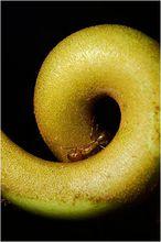 奇異豬籠草的籠蔓圈