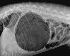 犬胃擴張 犬胃擴張