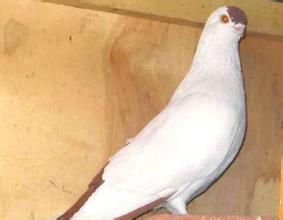 銅翅點鴿 銅翅點鴿