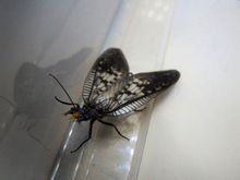 恐怖猙獰的齒蛉