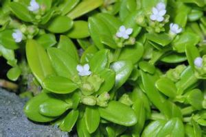 偏脈耳草 偏脈耳草