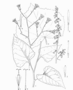 葉鱗蟹甲草 葉鱗蟹甲草