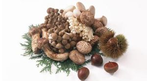 京燕香菇 京燕香菇