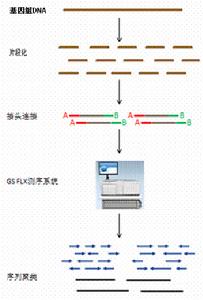 環境基因組DNA測序技術路線