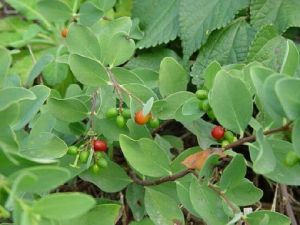 纖細蕘花 纖細蕘花