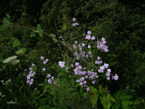 美麗唐松草 美麗唐松草