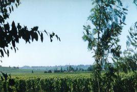 波美侯產區 波美侯產區