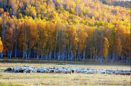 中俄邊境私藏了個世外桃源,美若油畫卻即將消失,此生不去心不安!