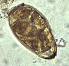 泥濘擬釘螺 泥濘擬釘螺