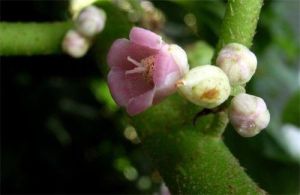 紅果水東哥(新種) 紅果水東哥(新種)