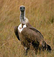 非洲白背兀鷲 非洲白背兀鷲