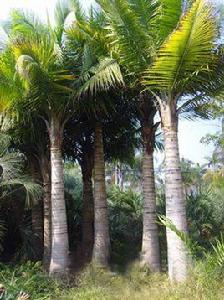 國王椰子 國王椰子