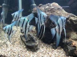 斑馬神仙魚 斑馬神仙魚