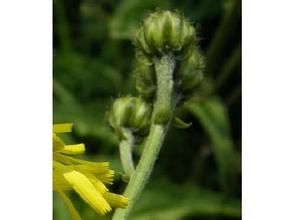 西伯利亞還陽參 西伯利亞還陽參