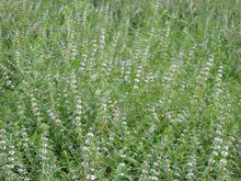 留蘭香[留蘭香]