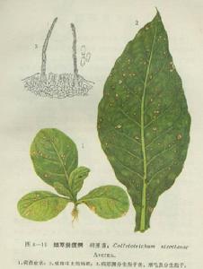 （圖）菸草炭疽病