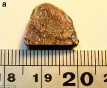 中國雲南省祿豐龍肋骨化石中發現保存完好的蛋白質