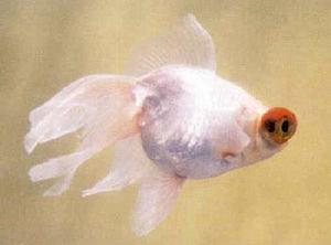 瑪瑙眼睛魚 瑪瑙眼睛魚