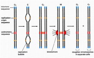酵母人工染色體 酵母人工染色體