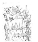 毛藤日本薯蕷 毛藤日本薯蕷