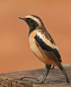 黃紋石鵖 黃紋石鵖