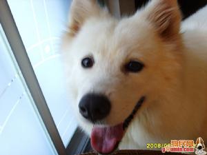 薩摩耶德犬
