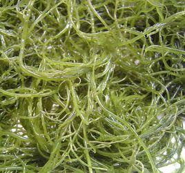 涼拌水晶藻 涼拌水晶藻