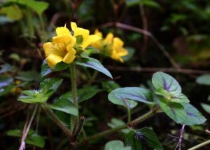 福建過路黃 福建過路黃