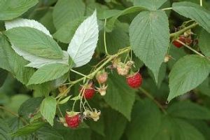 圓錐懸鉤子 圓錐懸鉤子