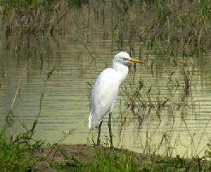 朱賈國家鳥類保護區