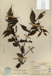 阿里山冬青 阿里山冬青