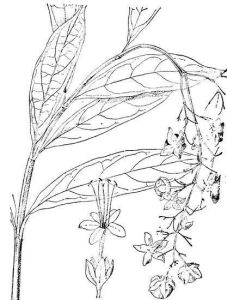 南垂茉莉 南垂茉莉