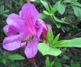 毛葉杜鵑 毛葉杜鵑