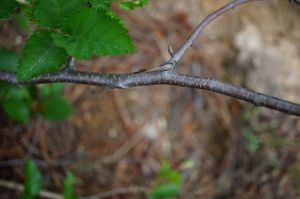 多脈鵝耳櫪(原變種) 多脈鵝耳櫪(原變種)
