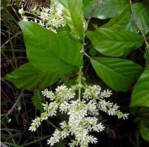 毛粗葉水錦樹 毛粗葉水錦樹