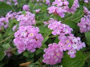 蔓馬櫻丹 蔓馬櫻丹