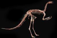 厚翼飛龍 厚翼飛龍