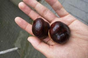 娑羅子[七葉樹科植物七葉樹的種子]