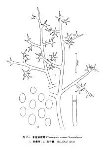 紫菀軸霜霉 紫菀軸霜霉