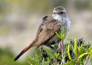 斑尾爬地雀 斑尾爬地雀