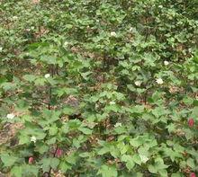 棉花[錦葵科棉屬植物]